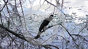 Anhinga with a large catfish