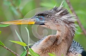 Anhinga Looking Left