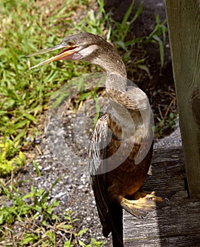 Anhinga looking for prey