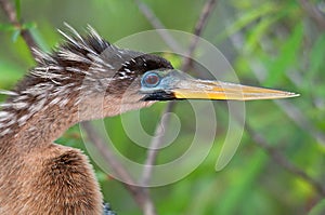 Anhinga Looking Right