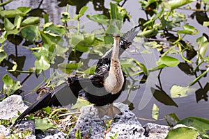 Anhinga looks directly at you