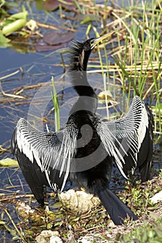 Anhinga male bird