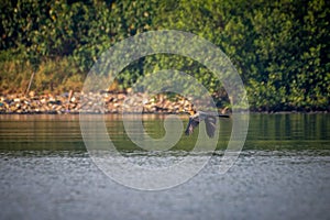 Anhinga Melanogaster, Asian darter flying over water