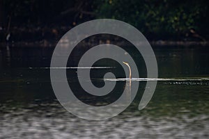 Anhinga Melanogaster, Asian darter flying over water