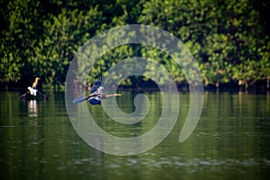 Anhinga Melanogaster, Asian darter flying over water