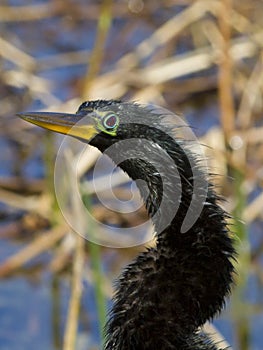 Anhinga mug shot