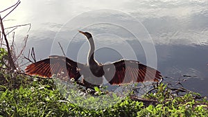 Anhinga near lake at sunset