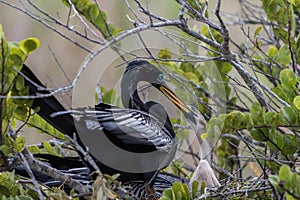 Anhinga in Nest with Juvenile, Everglades National Park, Florida