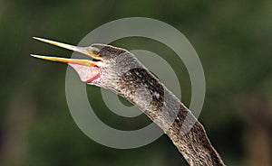 Anhinga with Open Mouth at Lake Seminole Park, Florida