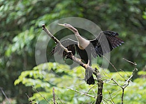 Anhinga with open wings, Anhinga anhinga, Tortuguero National Park, Costa Rica