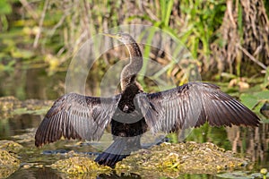 Anhinga with open wings, Everglades National Park, Florida