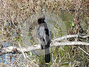 Beautiful black and white color of the Anhinga Bird resting in the tree branch by the lake photo