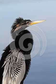 Anhinga On A Perch