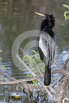 Anhinga on Perch in Everglades National Park