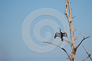 Anhinga perched on a bared tree with its wings spread in the bright sun with a blue sky background
