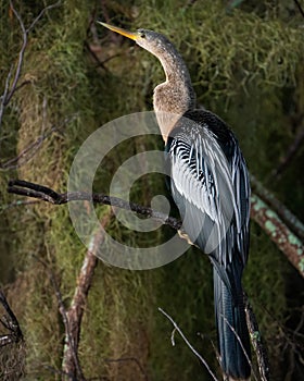 An anhinga perched on a branch