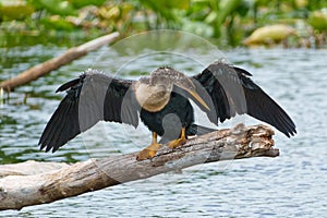 Anhinga perched on a branch in the Silver River, Florida