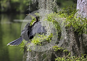 Anhinga Perched in Cypress Tree