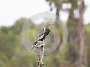 Anhinga Perched on a Dead Tree Trunk and Photographed in Profile