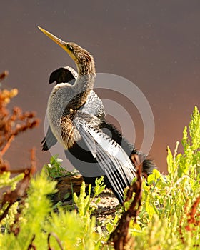 Anhinga perched on shore of river