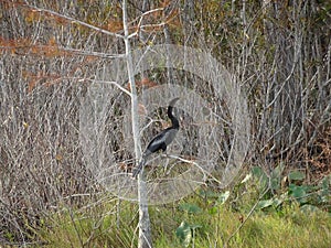 anhinga perched in a tree