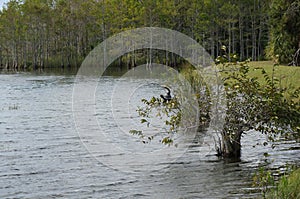 anhinga perched in tree