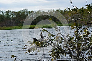 anhinga perched in tree