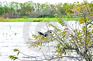 anhinga perched in tree