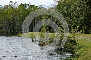 anhinga perched in tree