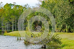 anhinga perched in tree