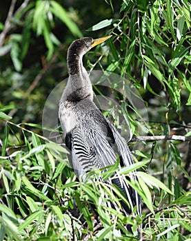 Anhinga Perched on a Tree