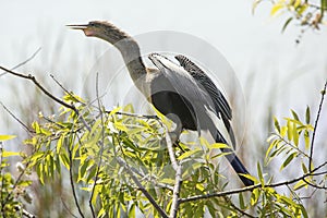 Anhinga perched with wings drying at Lake Apopka, Florida.