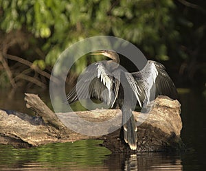 Anhinga - Peru