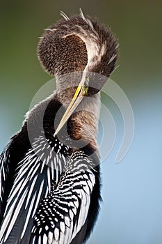 Anhinga Portrait