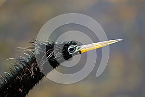 Anhinga Portrait