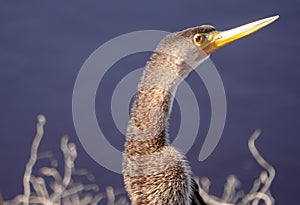 Anhinga Portrait Close up of Face