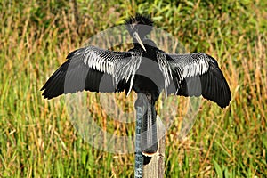 Anhinga Preening its Feathers