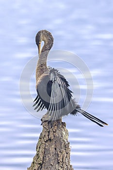 Anhinga Preening Itself