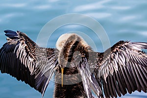 Anhinga Preening Venice Florida Rookery