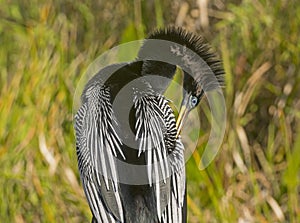 Anhinga Preening in the Wilderness