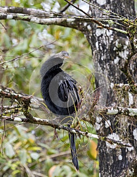 Anhinga resting in a tree in the Corkscrew Swamp Sanctuary near Naples, Florida.
