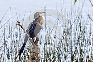 Anhinga Resting On A Tree Stump