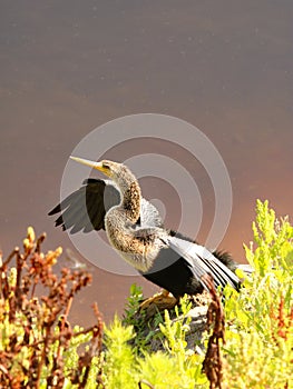 Anhinga by river