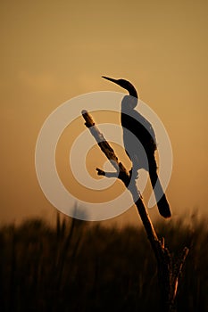 Anhinga silhouette on roost at Sunset on Lake Apopka wildlife drive, Florida