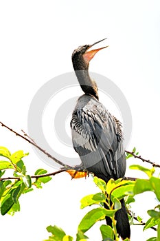 Anhinga singing in wetlands