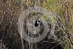 Anhinga sitting on the branch and cleaning feathers.