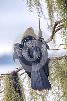 Anhinga Sleeping On A Tree Stump