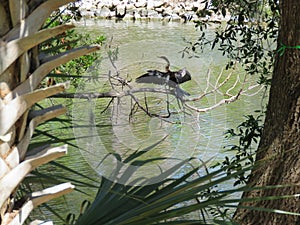 An Anhinga Snake Bird keeping a watchful eye on the water
