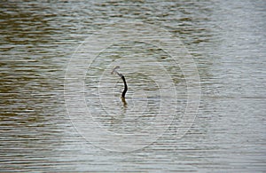 Anhinga (snake bird, water turkey, darter) downing a fish in Florida wetlands