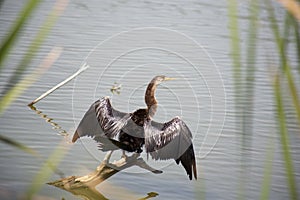 Anhinga (snake bird, water turkey, darter) drying its wings